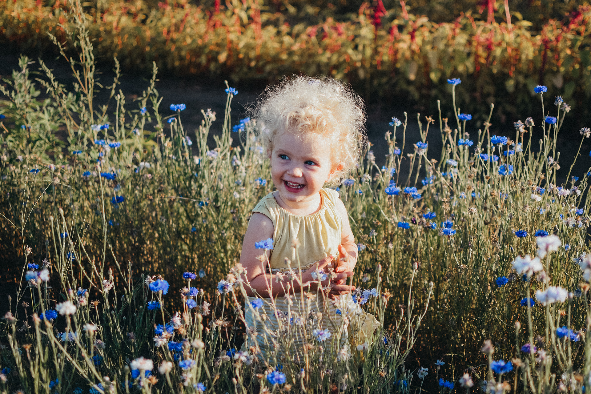 Blonde toddler girl smiles standing in a field of blue flowers, photo by Natalie Broders