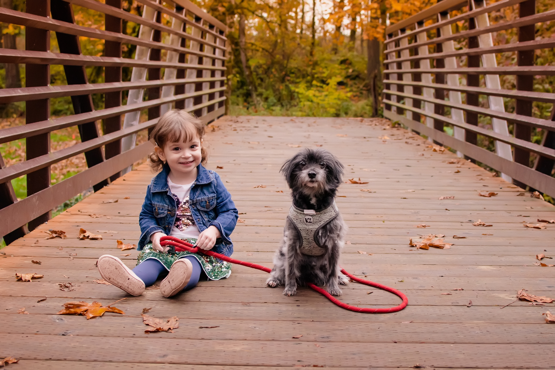 Preschool girl sits on a wooden bridge with her dog on a leash surrounded by autumn leaves at McCormick Park Preschool girl sits on a wooden bridge with her dog on a leash surrounded by autumn leaves at McCormick Park