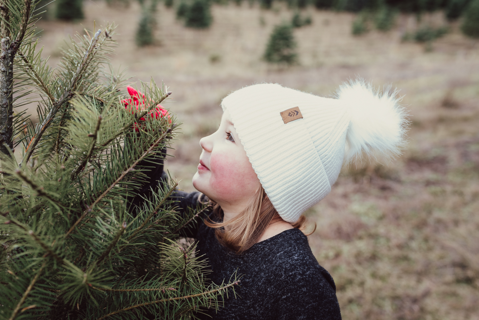 A preschool aged girl in a white pom hat smells a pine tree while selecting the perfect Christmas tree A preschool aged girl in a white pom hat smells a pine tree while selecting the perfect Christmas tree