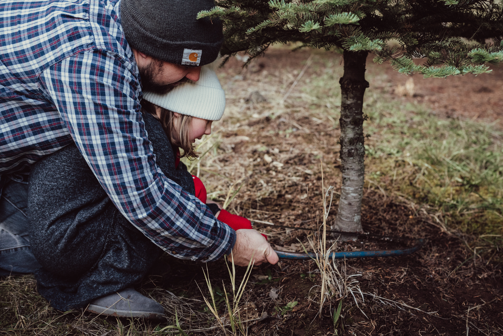 Father helps his daughter use the saw to cut down their Christmas tree at Trenholm Christmas Tree Farm in Oregon Father helps his daughter use the saw to cut down their Christmas tree at Trenholm Christmas Tree Farm in Oregon